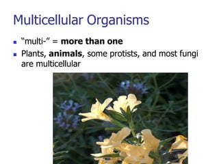 Multicellular Organisms
 “multi-” = more than one
 Plants, animals, some protists, and most fungi
are multicellular
 