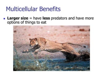 Multicellular Benefits
 Larger size = have less predators and have more
options of things to eat
 