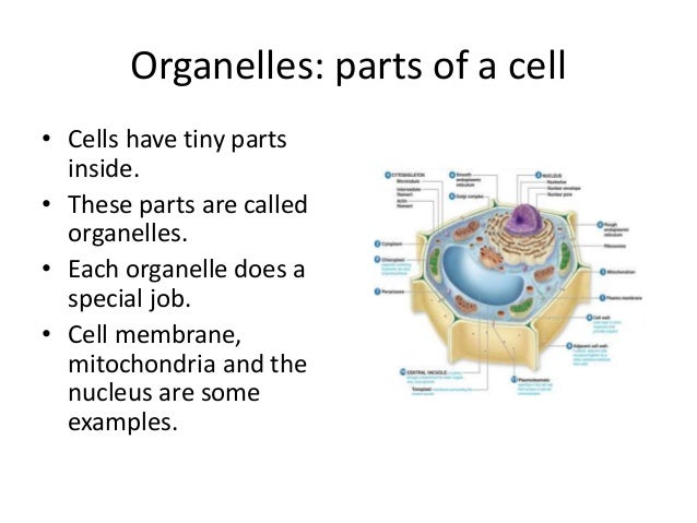 Levels of organization 1