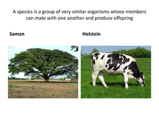 A species is a group of very similar organisms whose members 
can mate with one another and produce offspring 
Saman Holstein 
 