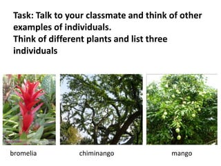 Task: Talk to your classmate and think of other 
examples of individuals. 
Think of different plants and list three 
individuals 
bromelia chiminango mango 
 