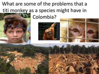 What are some of the problems that a 
titi monkey as a species might have in 
Colombia? 
 