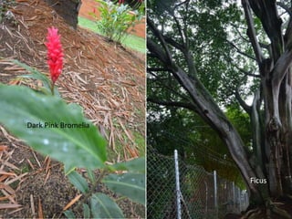 Dark Pink Bromelia 
Ficus 
 