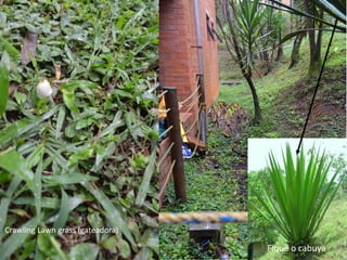 Crawling Lawn grass (gateadora) 
Fique o cabuya 
 