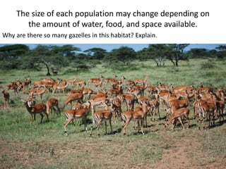 The size of each population may change depending on 
the amount of water, food, and space available. 
Why are there so many gazelles in this habitat? Explain. 
 