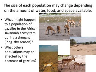 The size of each population may change depending 
on the amount of water, food, and space available. 
• What might happen 
to a population of 
gazelles in the African 
savannah ecosystem 
during a drought 
(long dry season)? 
• What others 
populations may be 
affected by the 
decrease of gazelles? 
 