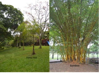 Palma real 
Bamboo 
 
