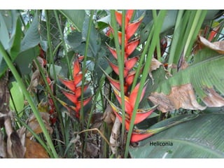 Heliconia 
 