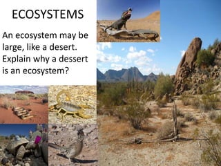 ECOSYSTEMS 
An ecosystem may be 
large, like a desert. 
Explain why a dessert 
is an ecosystem? 
 