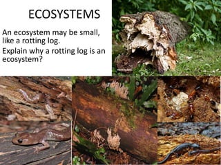 ECOSYSTEMS 
An ecosystem may be small, 
like a rotting log. 
Explain why a rotting log is an 
ecosystem? 
 