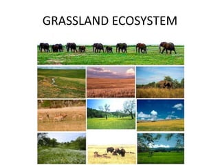 GRASSLAND ECOSYSTEM 
 