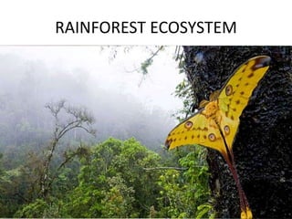 RAINFOREST ECOSYSTEM 
 