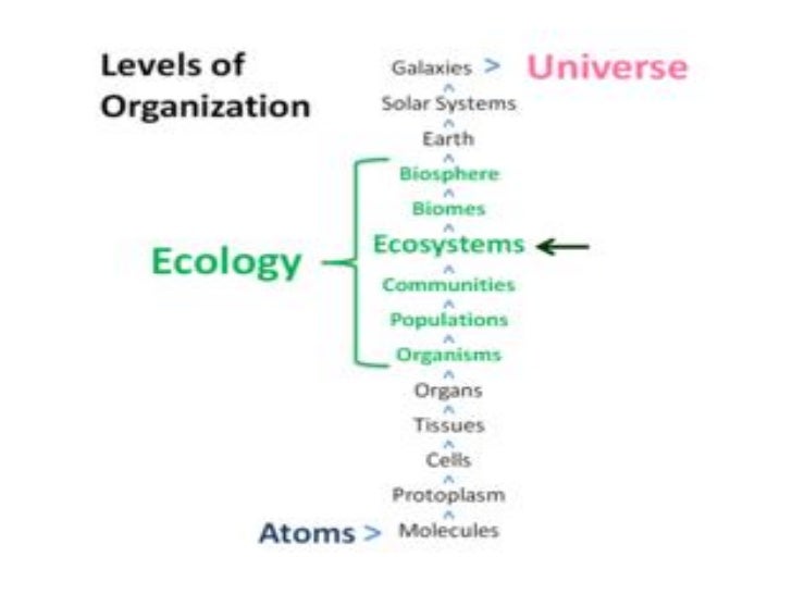 what are the levels of organization