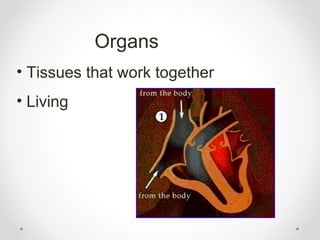 Organs
• Tissues that work together
• Living
 