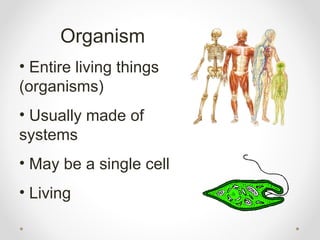 Organism
• Entire living things
(organisms)
• Usually made of
systems
• May be a single cell
• Living
 