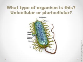 What type of organism is this?
 Unicellular or pluricellular?




                                 http://israel-biologialacelula.blogspot.com/
 