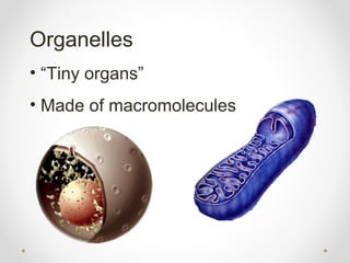 Organelles
• “Tiny organs”
• Made of macromolecules
 