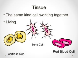 Tissue
• The same kind cell working together
• Living
 