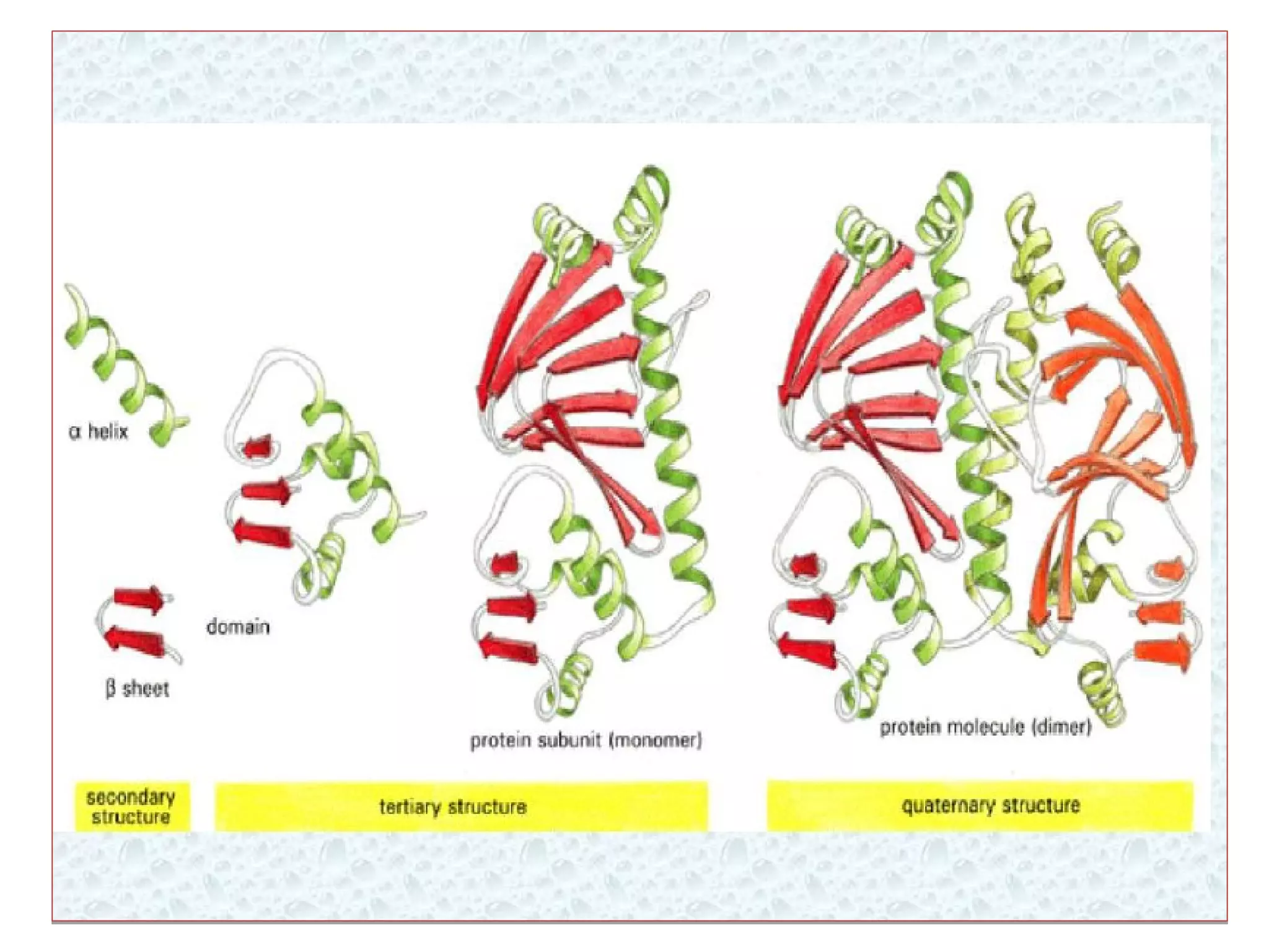 Levels of protein structure