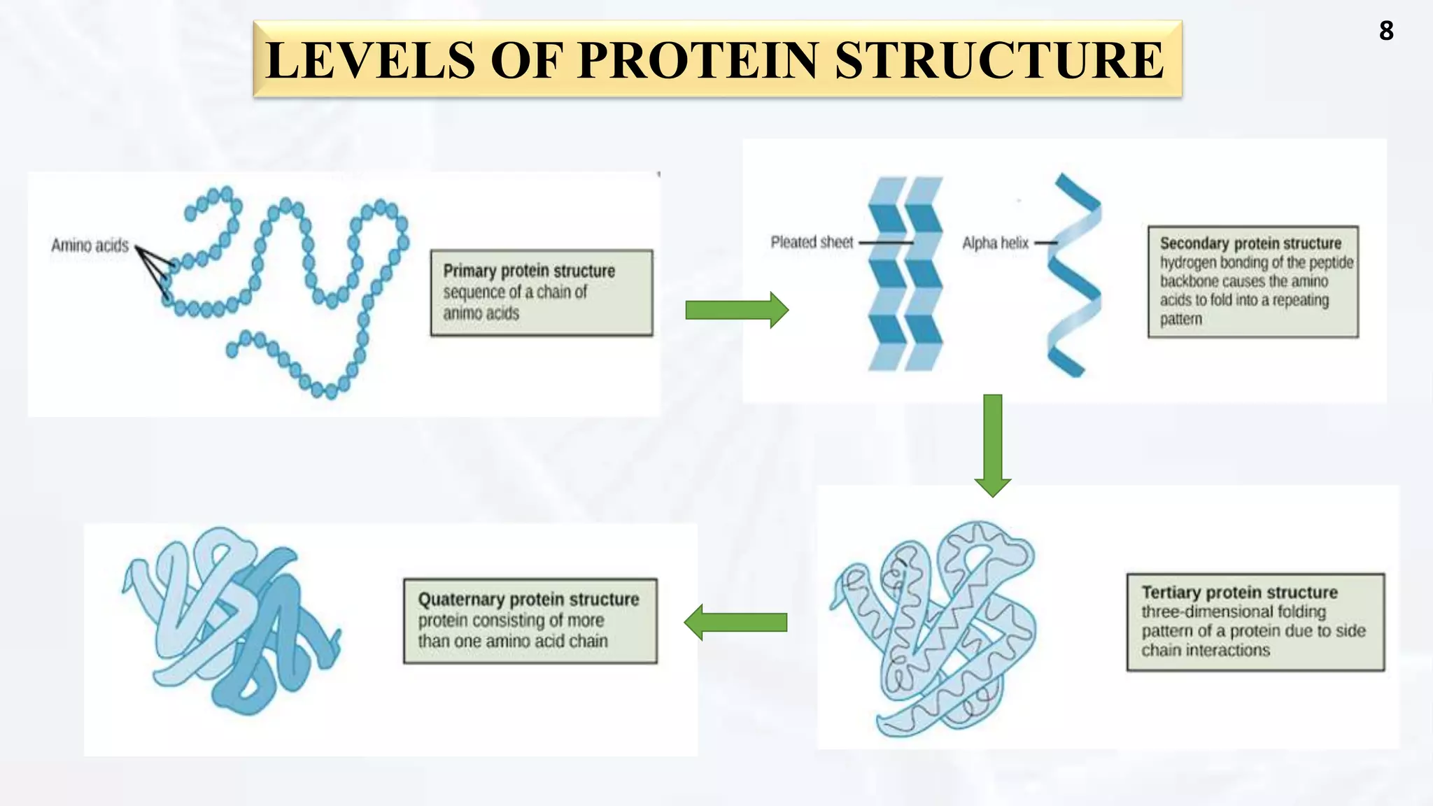 LEVELS OF PROTEIN STRUCTURE | PPTX