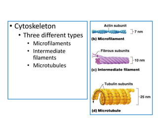 Filament Body Levels of Structural Complexity of the body.pptx