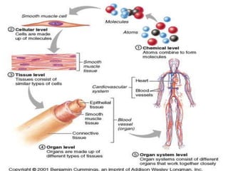 Levels of Structural Complexity of the body.pptx