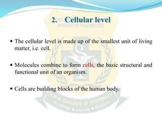 2. Cellular level
 The cellular level is made up of the smallest unit of living
matter, i.e. cell.
 Molecules combine to form cells, the basic structural and
functional unit of an organism.
 Cells are building blocks of the human body.
 