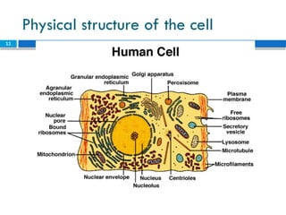 Levels of structural organization - the Cell (1).pptx
