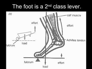The foot is a 2nd
class lever.
 