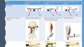 Item First class levers (FAL) ,
(EFR)
Second class levers (ALF)
, (FRE)
Third class levers (AFL)
,(FER)
Location
EA RA RA EA EA RA
Examples in Human
being
Tilting head backward Rising heal from ground
(Tip toe standing)
Flexing Elbow
 