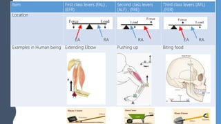 Item First class levers (FAL) ,
(EFR)
Second class levers
(ALF) , (FRE)
Third class levers (AFL)
,(FER)
Location
EA RA RA EA RA
Examples in Human being Extending Elbow Pushing up Biting food
 