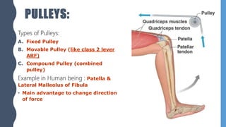 PULLEYS:
Types of Pulleys:
A. Fixed Pulley
B. Movable Pulley (like class 2 lever
ARF)
C. Compound Pulley (combined
pulley)
Example in Human being : Patella &
Lateral Malleolus of Fibula
• Main advantage to change direction
of force
 