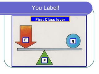 You Label!
R
F
E
First Class lever
 