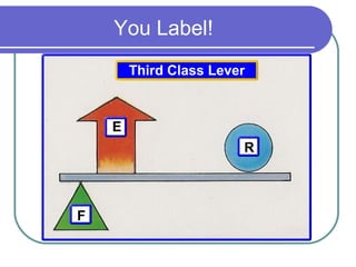 You Label!
R
E
F
Third Class Lever
 