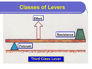 Classes of Levers
Effort
Resistance
Fulcrum
Third Class Lever
 
