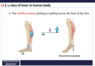 Examples Of Second Class Levers In The Human Body