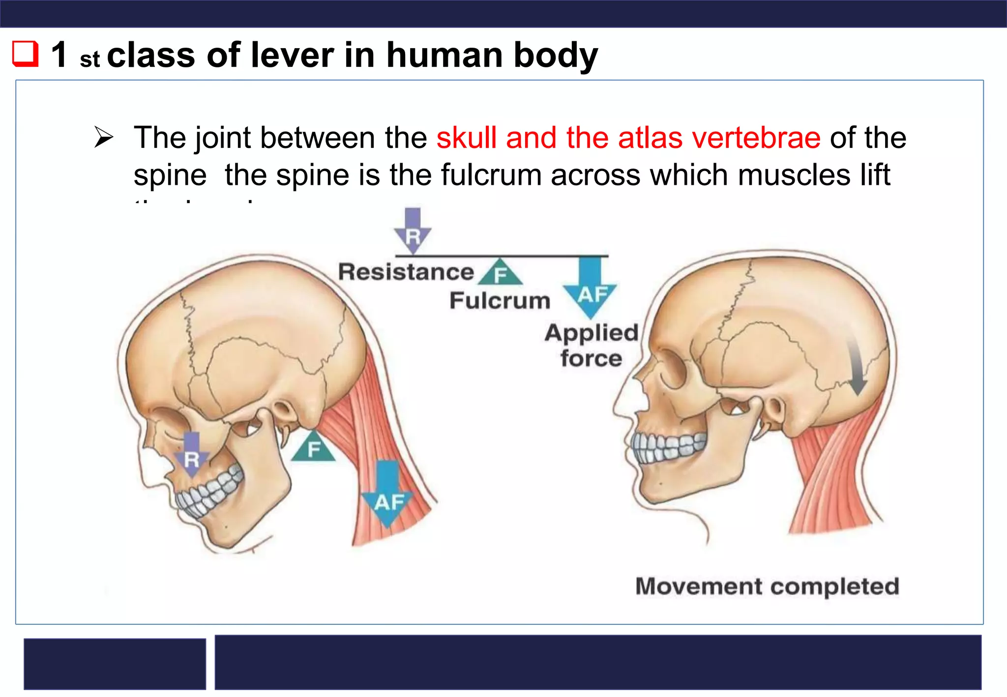 First Class Levers Examples Body use of lever in sports. | PPTX