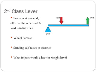 2 nd Class Lever Fulcrum at one end, effort at the other end & load is in between Wheel Barrow Standing calf raises in exercise What impact would a heavier weight have?