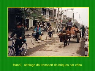 Hanoï,  attelage de transport de briques par zébu  