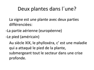 Deux plantes dans l´une? La vigne est une plante avec deux parties différenciées: -La partie aérienne (européenne) -Le pied (américain) Au siècle XIX, le phylloxéra, c’ est une maladie qui a attaqué le pied de la plante, submergeant tout le secteur dans une crise profonde. 