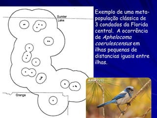 Exemplo de uma meta-
população clássica de
3 condados da Florida
central. A ocorrência
de Aphelocoma
coerulescensus em
ilh...