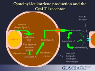 nucleus
cytosolic
phospholipase A2
arachidonic
acid
5-lipoxygenase
activating
protein
leukotriene A4
5-lipoxygenase leukotriene C4
synthase
leukotriene C4
leukotriene C4
leukotriene D4
leukotriene E4
CysLT1
receptor
mast cells
basophils
eosinophils
macrophages
+
Cysteinyl-leukotriene production and the
CysLT1 receptor
 