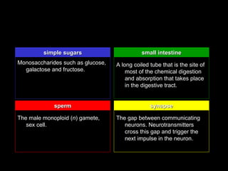 simple sugars                       small intestine
Monosaccharides such as glucose,   A long coiled tube that is the site of
  galactose and fructose.              most of the chemical digestion
                                       and absorption that takes place
                                       in the digestive tract.


             sperm                               synapse

The male monoploid (n) gamete,     The gap between communicating
   sex cell.                          neurons. Neurotransmitters
                                      cross this gap and trigger the
                                      next impulse in the neuron.
 