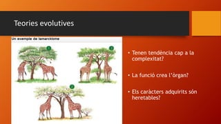 Teories evolutives
• Tenen tendència cap a la
complexitat?
• La funció crea l’òrgan?
• Els caràcters adquirits són
heretables?
 