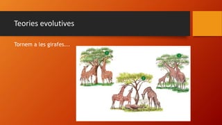 Teories evolutives
Tornem a les girafes...
 