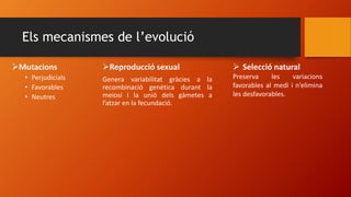 Els mecanismes de l’evolució
Mutacions
• Perjudicials
• Favorables
• Neutres
Reproducció sexual
Genera variabilitat gràcies a la
recombinació genètica durant la
meiosi i la unió dels gàmetes a
l’atzar en la fecundació.
 Selecció natural
Preserva les variacions
favorables al medi i n’elimina
les desfavorables.
 