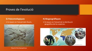 Proves de l’evolució
3) Paleontològiques
Es basen en l’estudi dels fòssils.
4) Biogeogràfiques
Es basen en l’estudi de la distribució
geogràfica de les espècies.
Fòssil d’Archaeopteryx
 