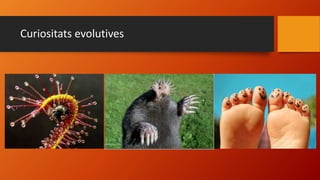 Curiositats evolutives
 