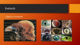 Evolució
• Què és l’evolució?
 