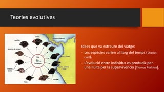 Teories evolutives
Idees que va extreure del viatge:
- Les espècies varien al llarg del temps (Charles
Lyell).
- L’evolució entre individus es produeix per
una lluita per la supervivència (Thomas Malthus).
 